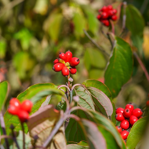 Jean's Appalachian Snow Dogwood