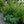 Load image into Gallery viewer, Jeana Tall Garden Phlox