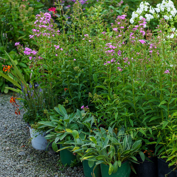Jeana Tall Garden Phlox