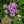 Load image into Gallery viewer, Jeana Tall Garden Phlox