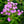 Load image into Gallery viewer, Jeana Tall Garden Phlox