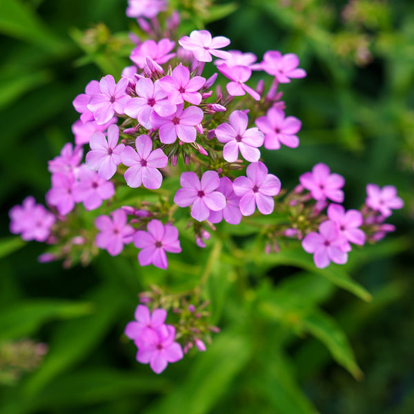 Jeana Tall Garden Phlox