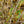 Load image into Gallery viewer, Jelena Witch Hazel - Witch Hazel - Shrubs