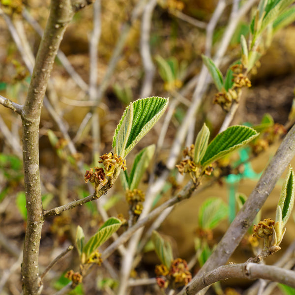 Jelena Witch Hazel - Witch Hazel - Shrubs