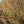 Load image into Gallery viewer, Jelena Witch Hazel - Witch Hazel - Shrubs