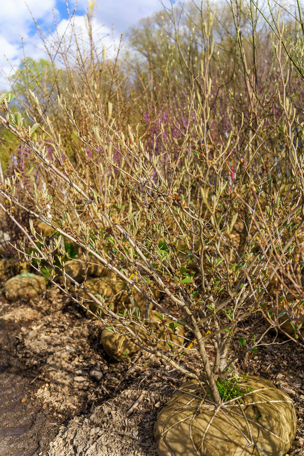 Jelena Witch Hazel - Witch Hazel - Shrubs