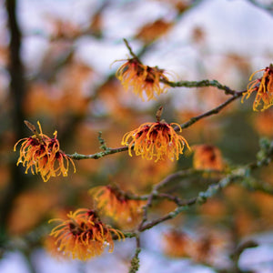 Jelena Witch Hazel