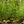 Load image into Gallery viewer, Jelena Witch Hazel - Witch Hazel - Shrubs