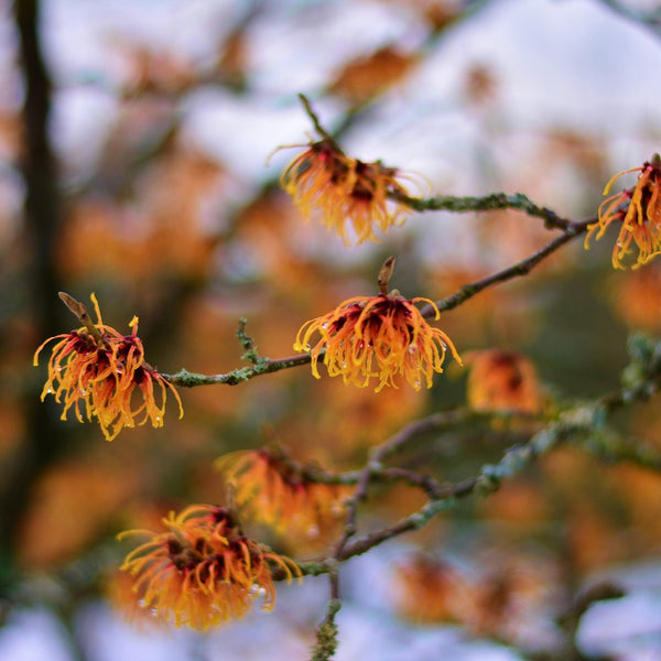 Jelena Witch Hazel - Witch Hazel - Shrubs