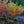 Load image into Gallery viewer, Jelena Witch Hazel