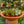 Load image into Gallery viewer, Jelly Bean Plant
