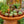 Load image into Gallery viewer, Jelly Bean Plant