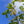 Load image into Gallery viewer, Jersey Belle Carolina Silverbell - Halesia - Flowering Trees
