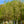 Load image into Gallery viewer, Jersey Belle Carolina Silverbell - Halesia - Flowering Trees