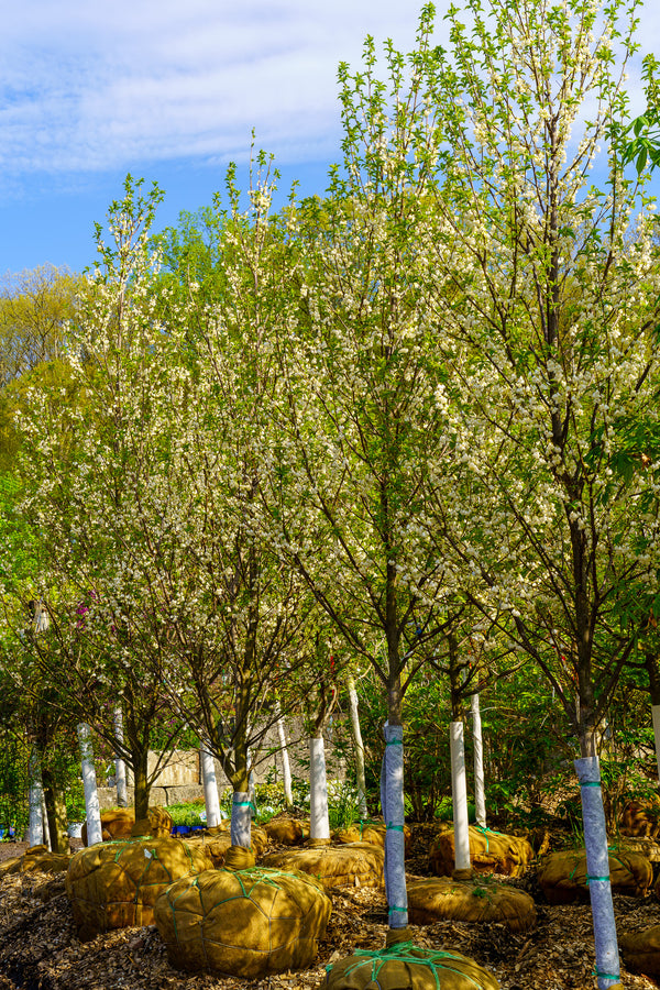 Jersey Belle Carolina Silverbell