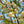 Load image into Gallery viewer, Jersey Belle Carolina Silverbell - Halesia - Flowering Trees