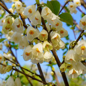Jersey Belle Carolina Silverbell - Halesia - Flowering Trees