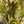 Load image into Gallery viewer, Jersey Belle Carolina Silverbell - Halesia - Flowering Trees