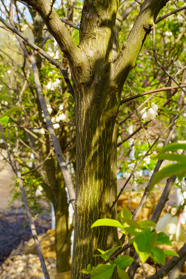 Jersey Belle Carolina Silverbell - Halesia - Flowering Trees