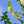 Load image into Gallery viewer, Jersey Belle Carolina Silverbell - Halesia - Flowering Trees