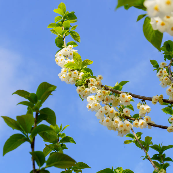 Jersey Belle Carolina Silverbell