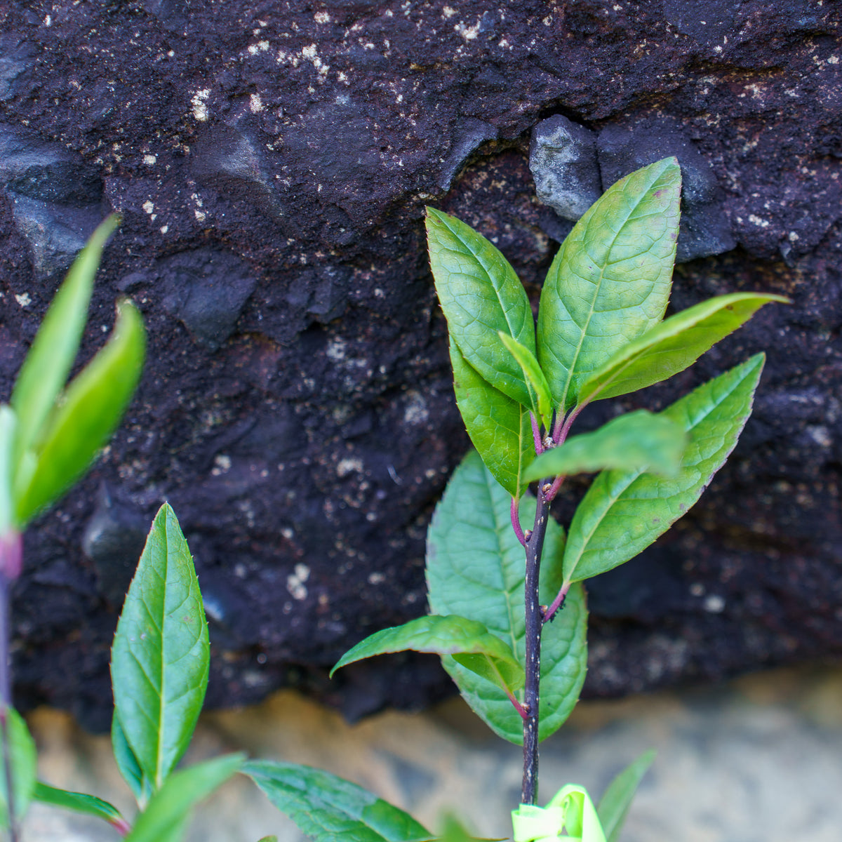 Jim Dandy Winterberry Holly – Plant Detectives