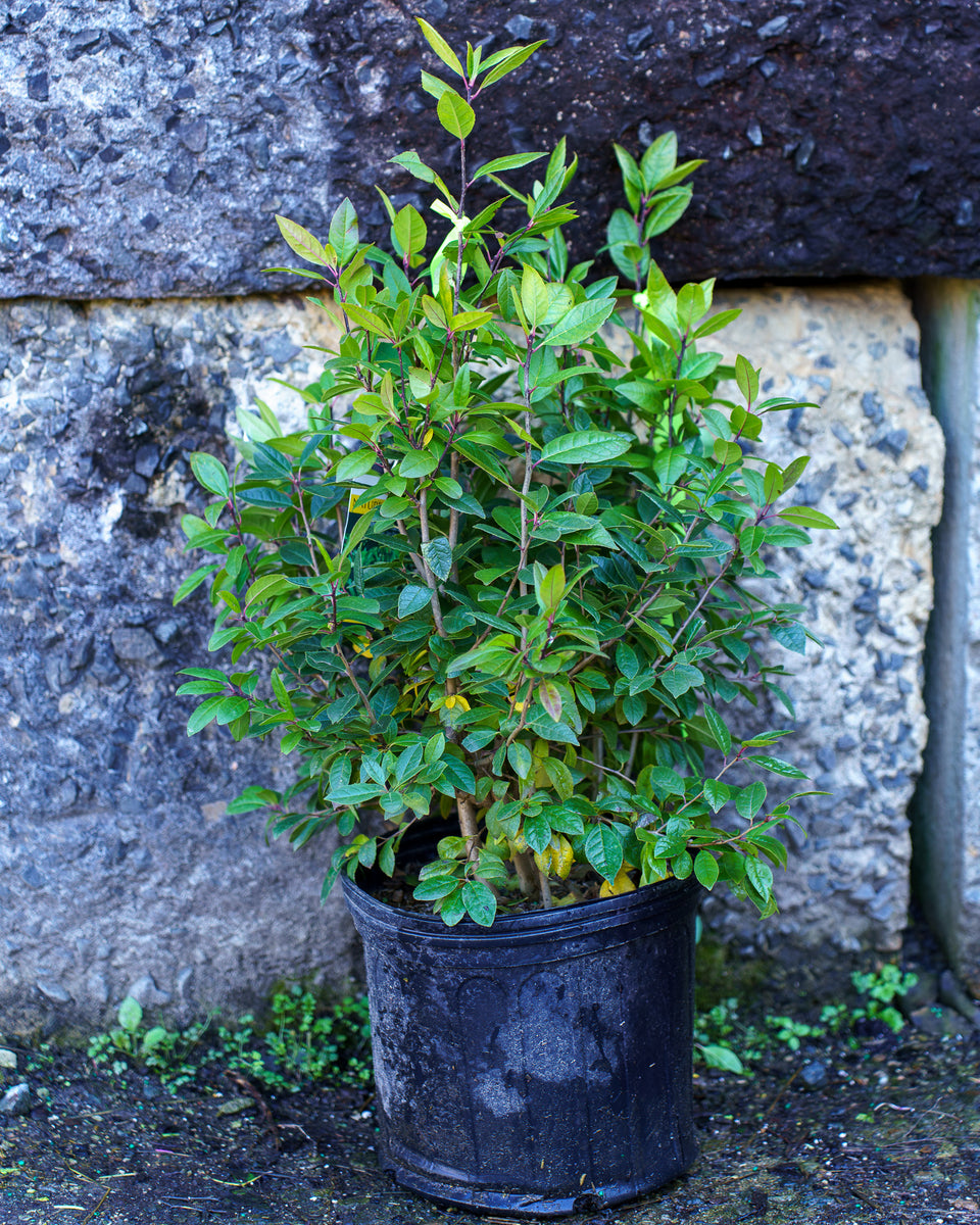 JimDandyWinterberryHolly_3_120