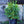 Load image into Gallery viewer, Jim Dandy Winterberry Holly