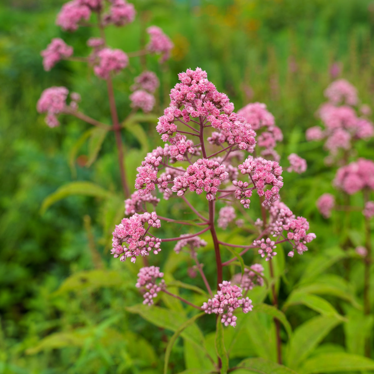 JoJo Joe-Pye Weed – Plant Detectives