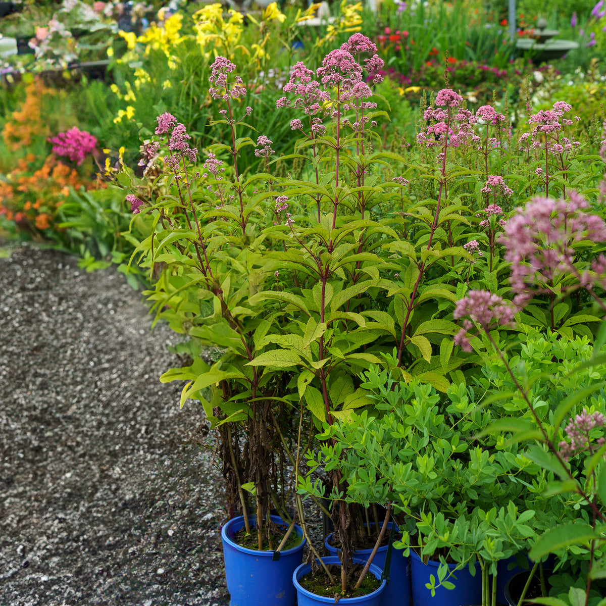 JoJo Joe-Pye Weed – Plant Detectives