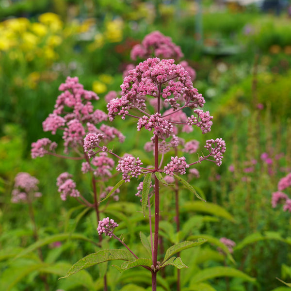 JoJo Hollow-Stem Joe-Pye Weed
