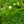 Load image into Gallery viewer, Joan Senior Daylily