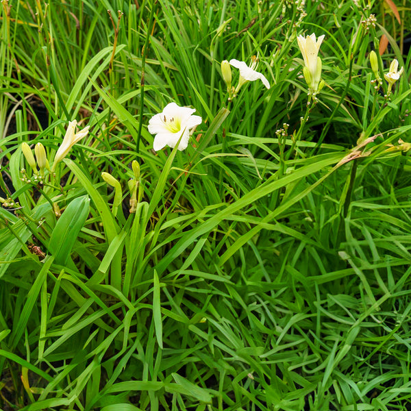Joan Senior Daylily