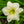Load image into Gallery viewer, Joan Senior Daylily