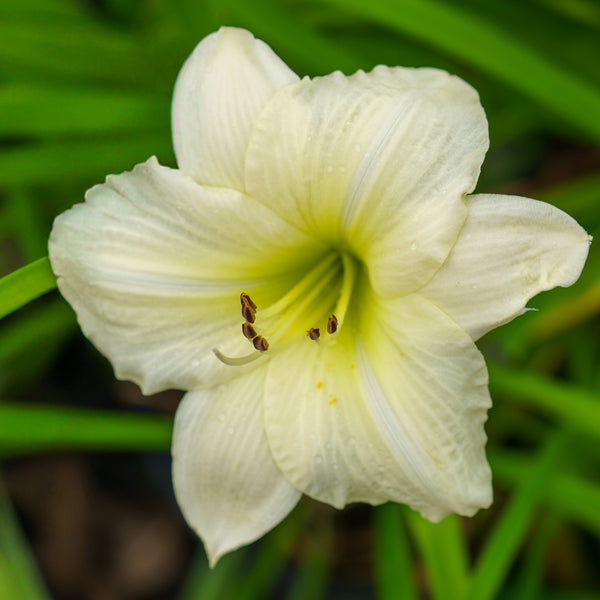 Joan Senior Daylily