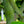 Load image into Gallery viewer, Joe Witt Snakebark Maple - Maple - Shade Trees