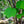 Load image into Gallery viewer, Joe Witt Snakebark Maple - Maple - Shade Trees