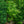 Load image into Gallery viewer, Joe Witt Snakebark Maple - Maple - Shade Trees