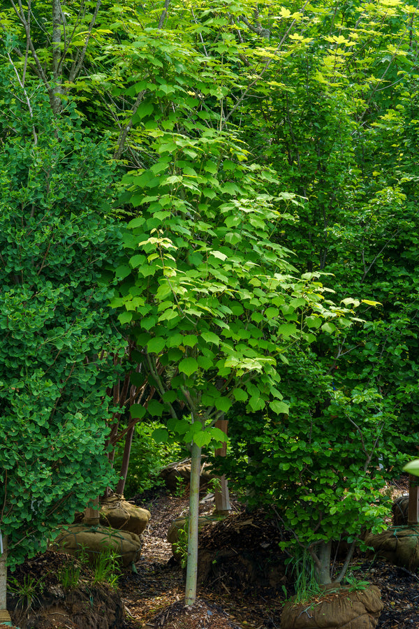 Joe Witt Manchurian Stripe Maple