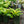 Load image into Gallery viewer, June Hosta