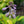 Load image into Gallery viewer, June Hosta