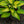 Load image into Gallery viewer, June Hosta