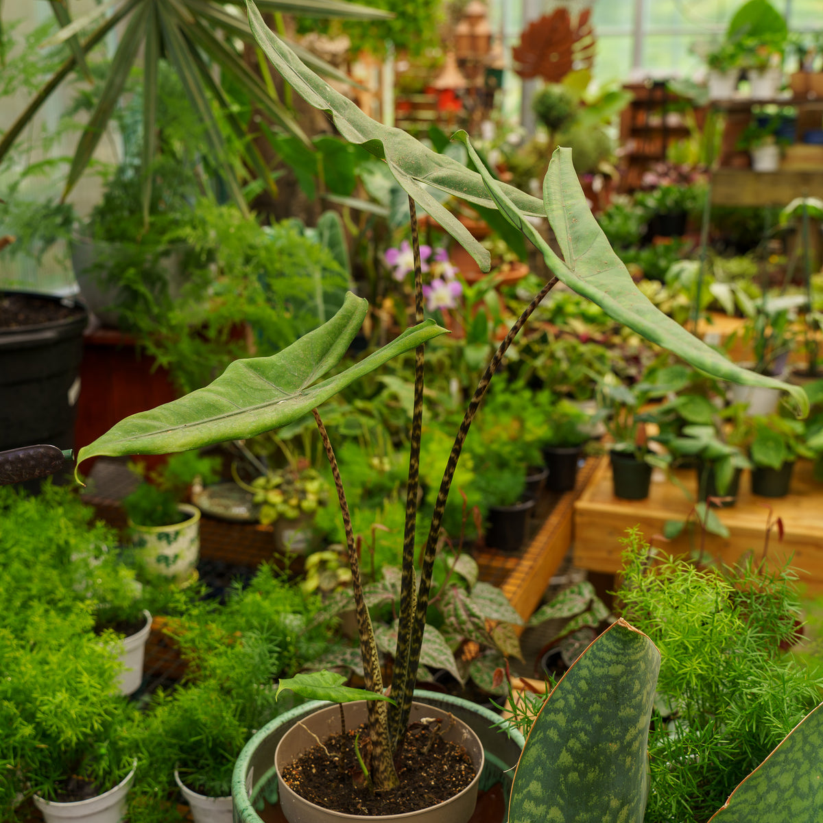 tiger elephant ear plant Jungle Cat Alocasia – Plant Detectives