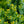Load image into Gallery viewer, Dwarf Japanese Garden Juniper - Juniper - Conifers
