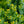 Load image into Gallery viewer, Dwarf Japanese Garden Juniper - Juniper - Conifers