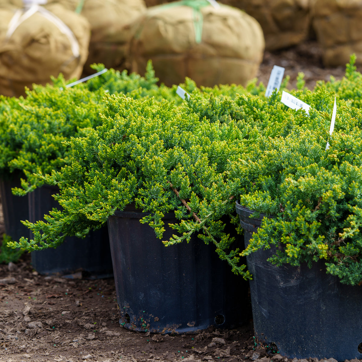 Nana Japanese Garden Juniper – Plant Detectives