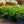 Load image into Gallery viewer, Dwarf Japanese Garden Juniper - Juniper - Conifers