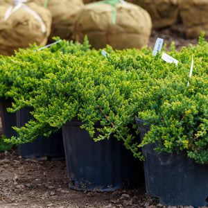 Dwarf Japanese Garden Juniper - Juniper - Conifers