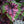 Load image into Gallery viewer, Jurassic Watermelon Rex Begonia - Begonias - Houseplants