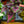 Load image into Gallery viewer, Jurassic Watermelon Rex Begonia - Begonias - Houseplants